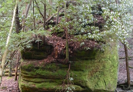 Chimney Top Creek - Koomer Ridge Trail - 2